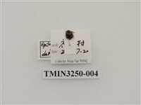 藏品(圓斑食植瓢蟲)的圖片